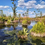 Сплав по Ирдынскому болоту 1 день: программа, график тура, стоимость, фото и отзывы
