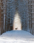 Украина, Экотуры - Зимова казка Міжріченського заповідника + фотосафарі в екопарку Деревиль