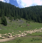 Автотур в Румынию в национальный парк «Апусени»: программа, график тура, стоимость, фото и отзывы